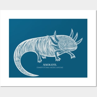 Axolotl with Common and Latin Names - Mexican Walking Fish design Posters and Art